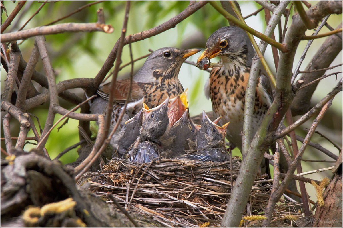 Fieldbirds at the nest with chicks with a May beetle in its beak