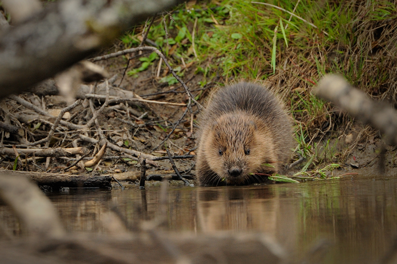 Beaver โดยน้ำ