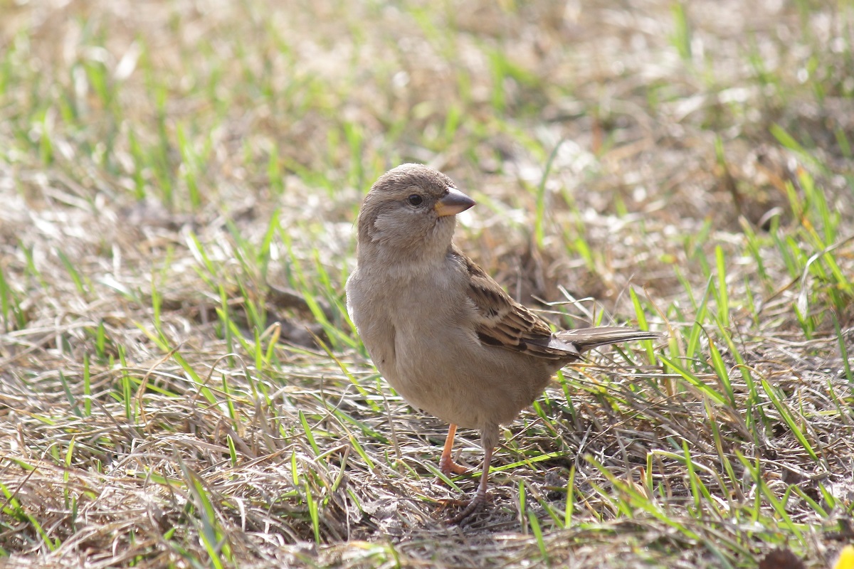 Female sparrow