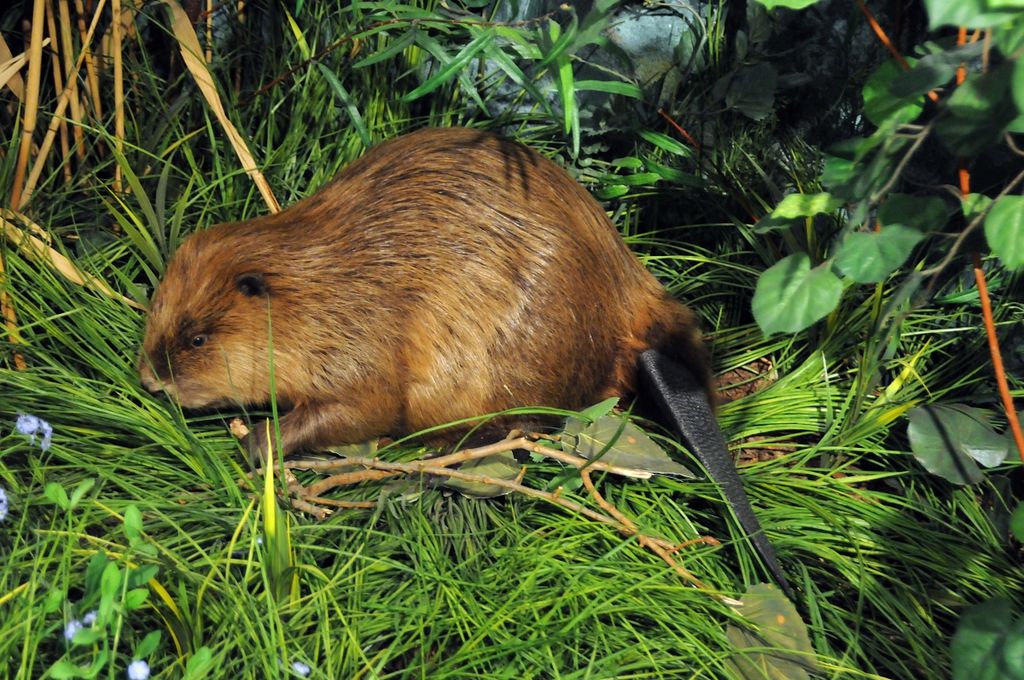 Beaver in the grass