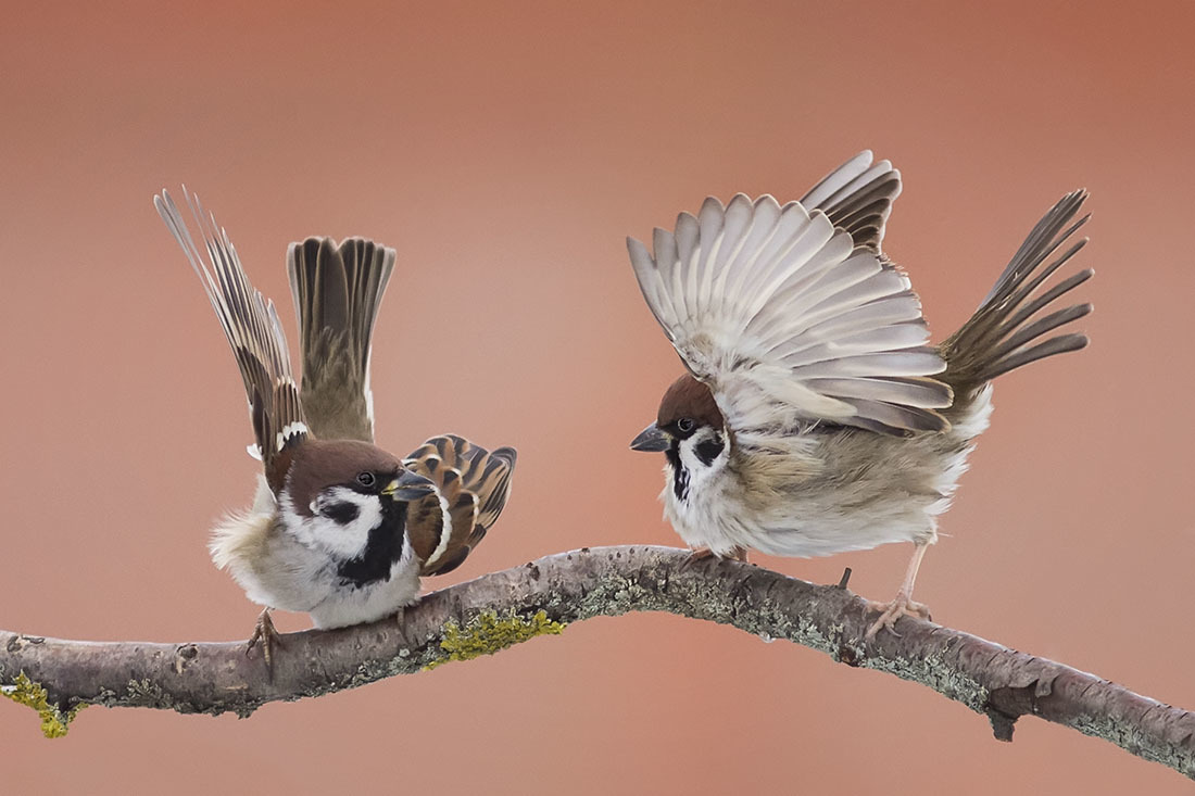 Sparrows lapangan