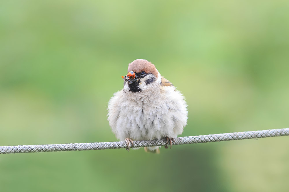 Field Sparrow lenti á kónguló