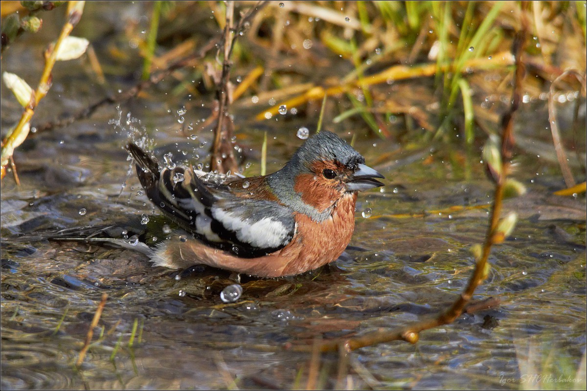 Chaffinch basks in the creek