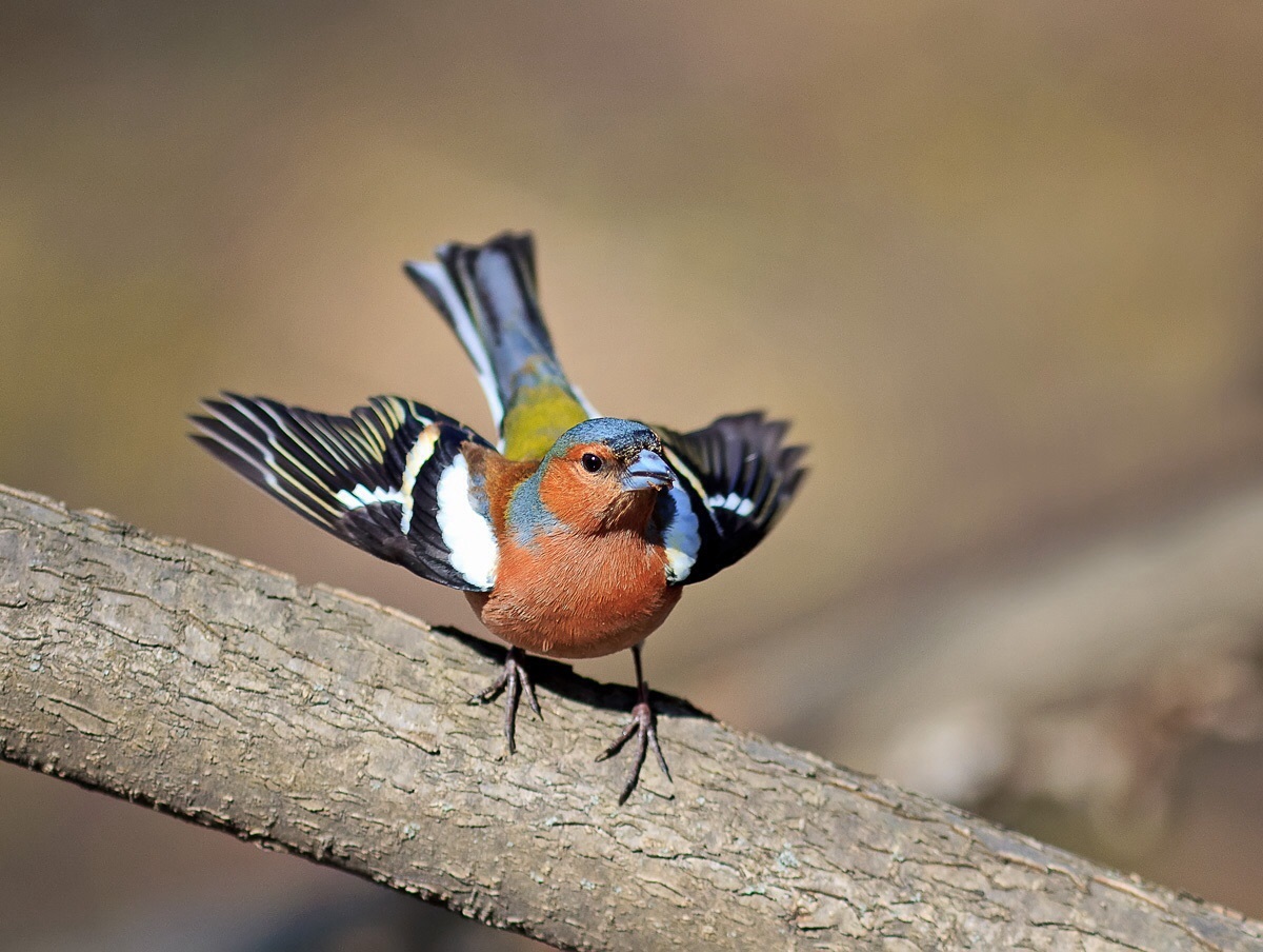 Chaffinch in all its glory