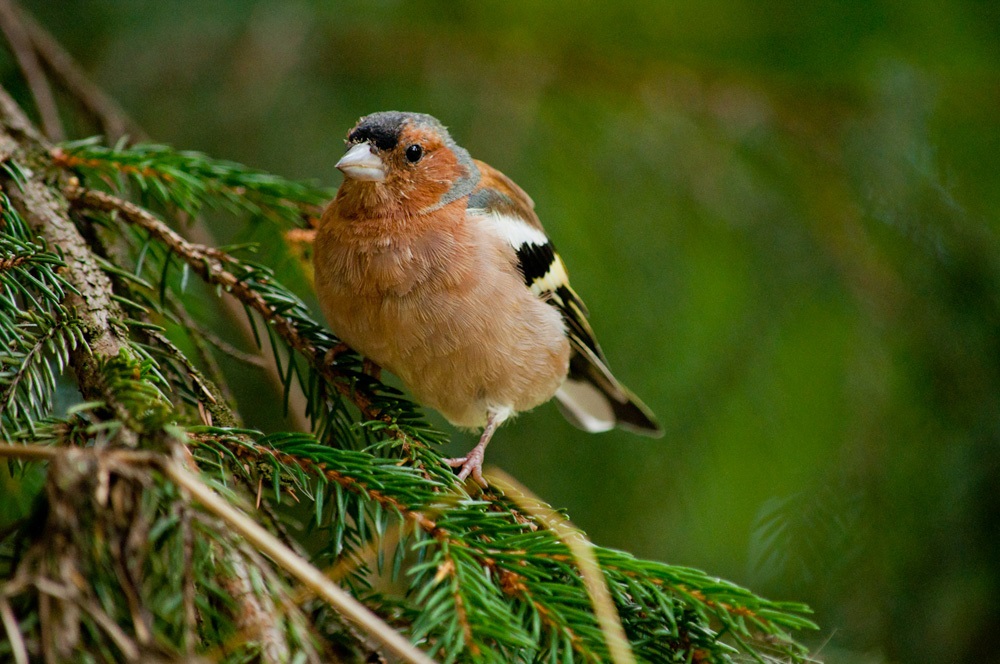 Chaffinch on a branch of spruce