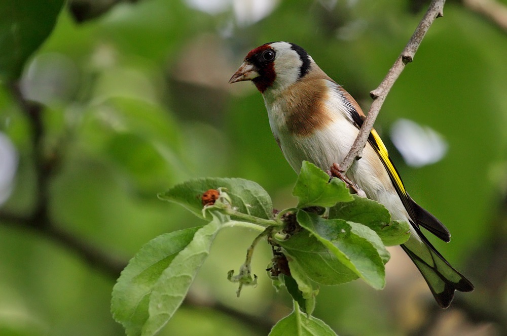 Goldfinch บนกิ่งไม้