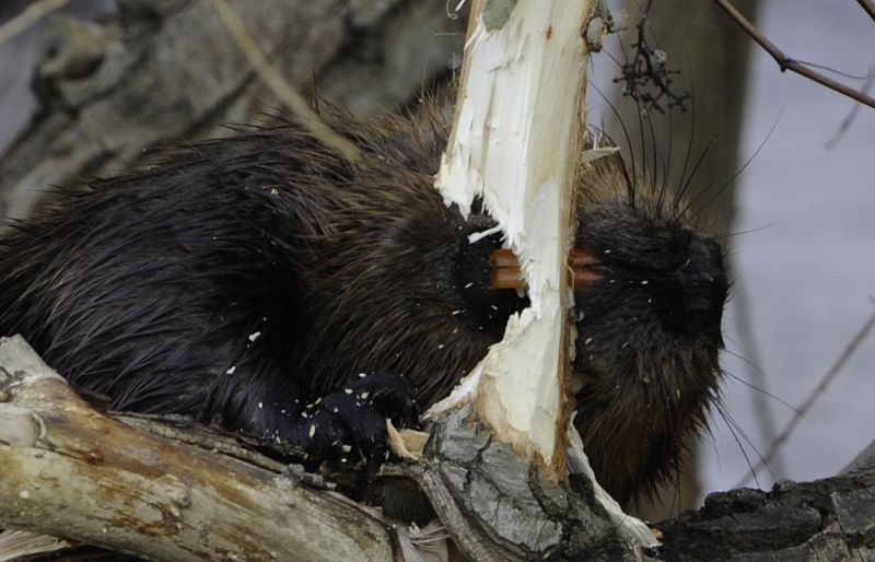 Beaver gnaws a tree