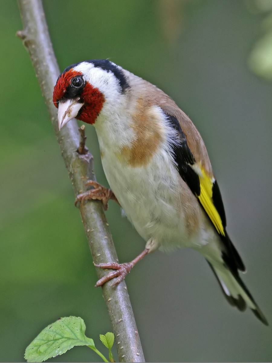 Goldfinch บนกิ่งไม้