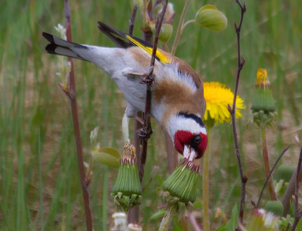 Goldfinch yn cynhyrchu hadau tristog