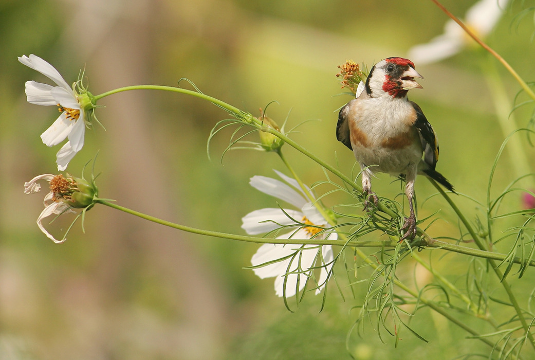 Goldfinch on chamomile