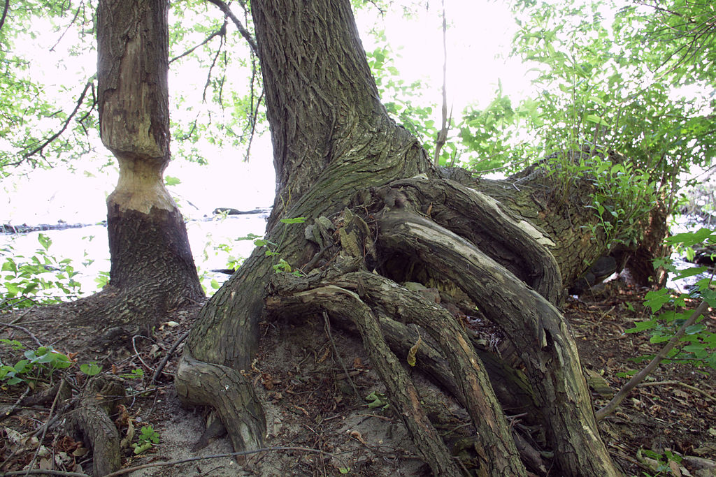 A tree trunk, bitten by a beaver