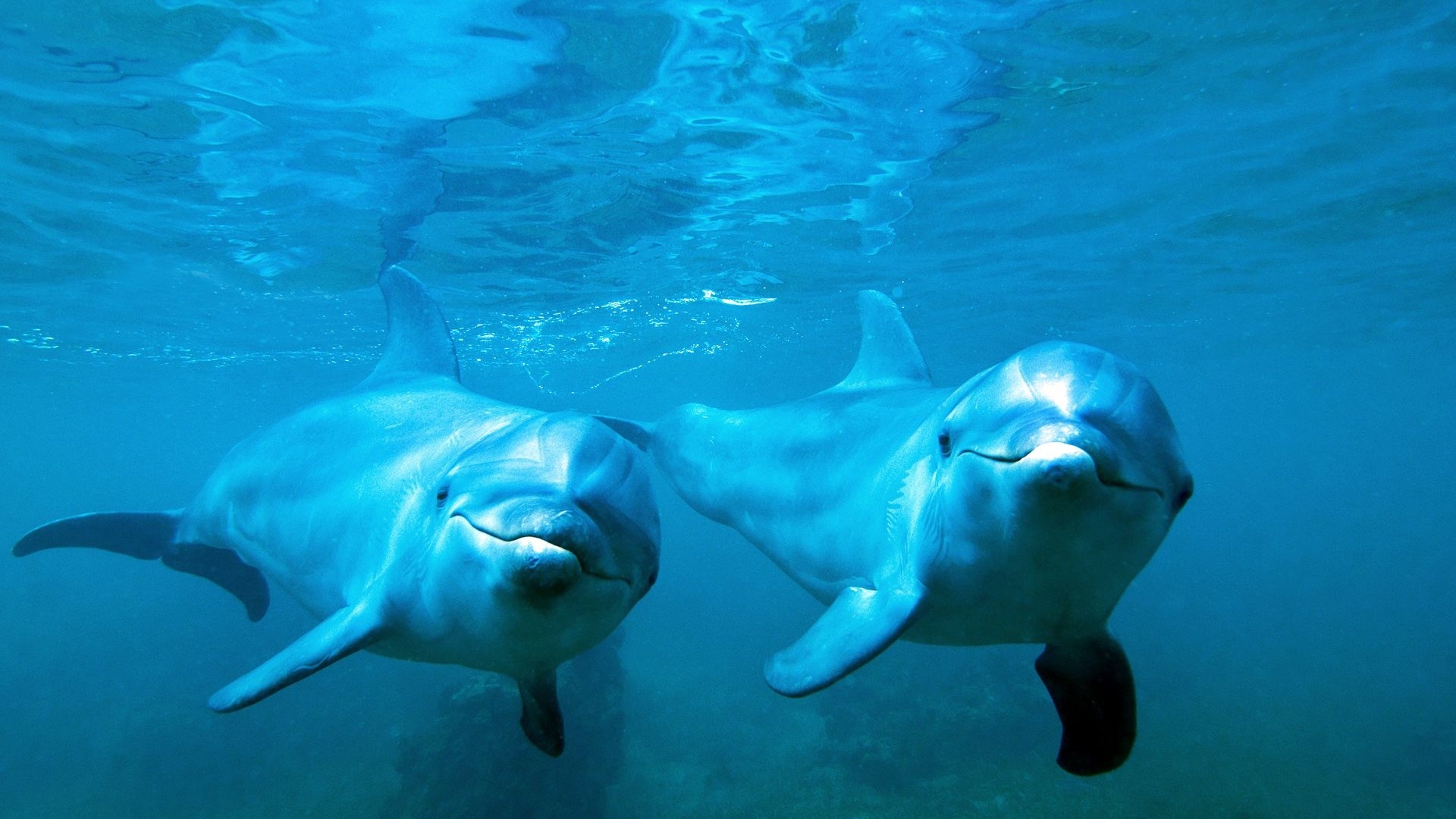 დელფინები წყლის ქვეშ