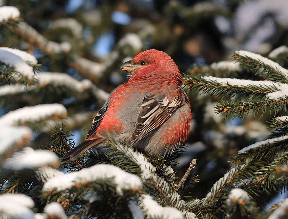 Schnur bird: male on spruce