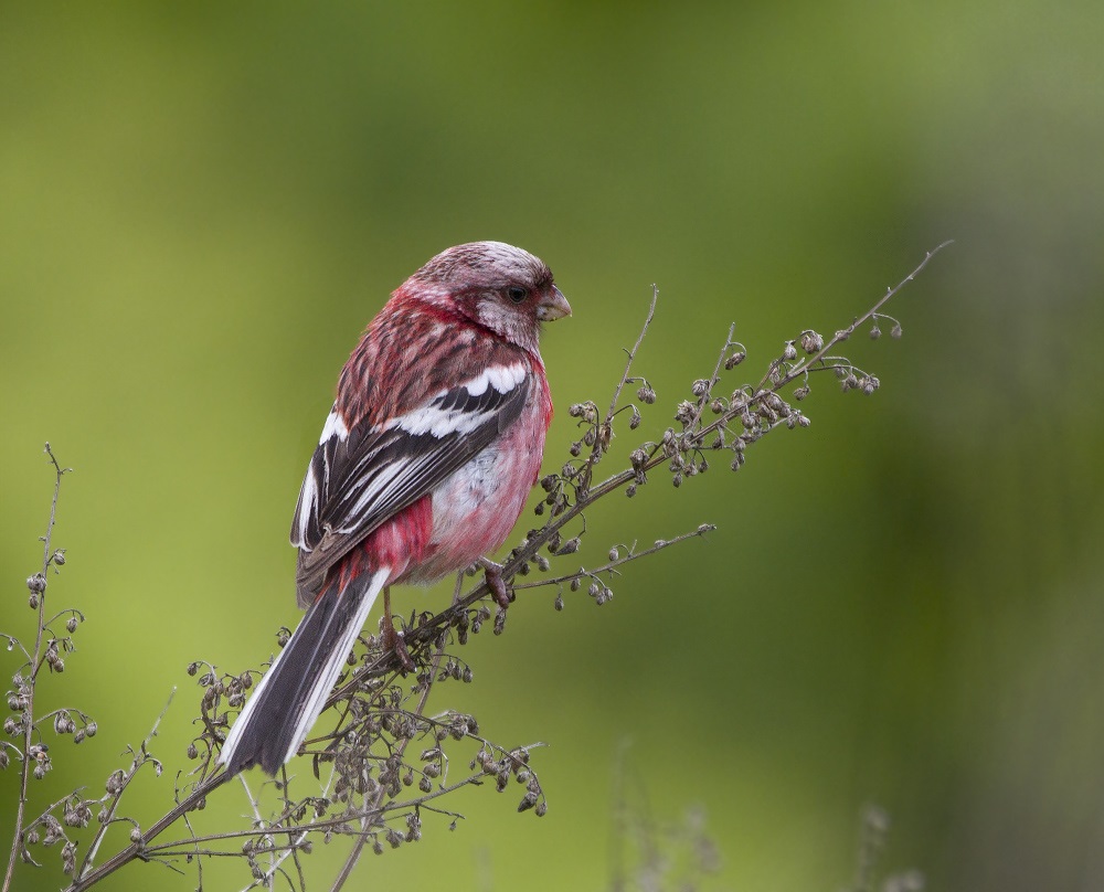 Uragus eller Longtail Bullfinch