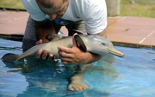 Foto e një delfin të vogël