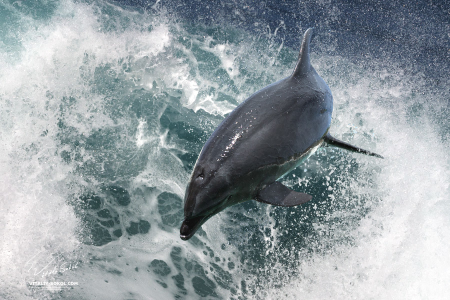Dolphin over water
