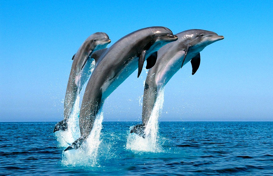 Delfinët mbi ujë