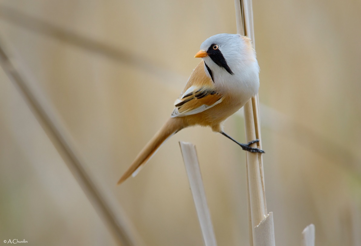 Baleen male tit on the reed