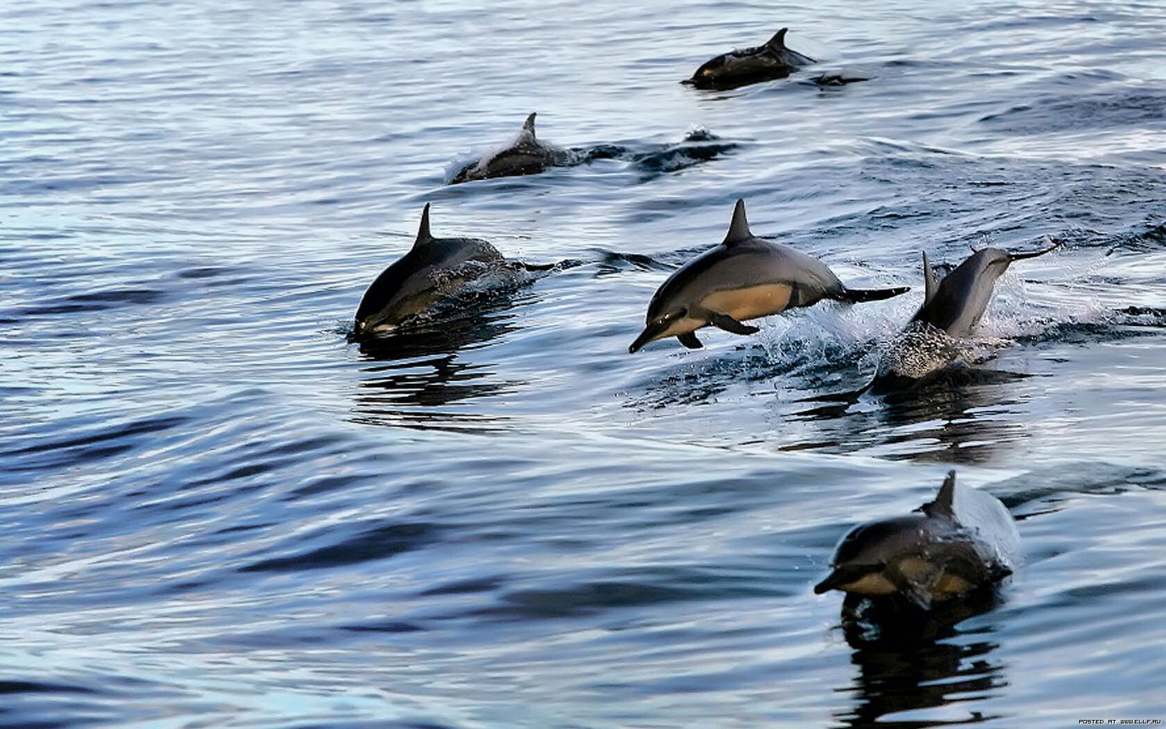 Foto e delfinëve