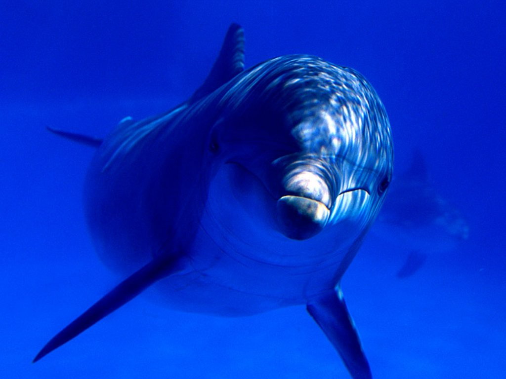 Foto e delfinit