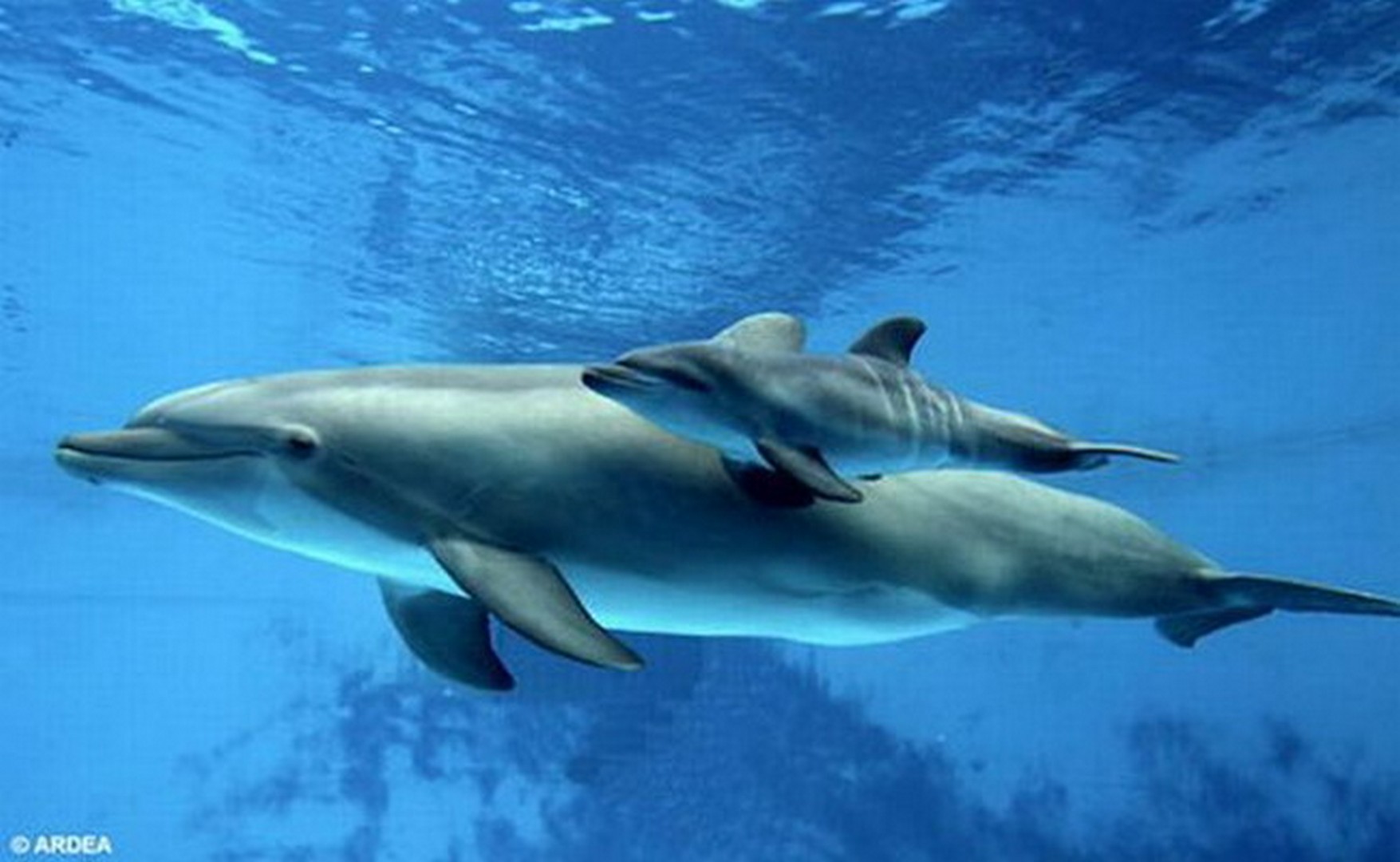 Mali delfin