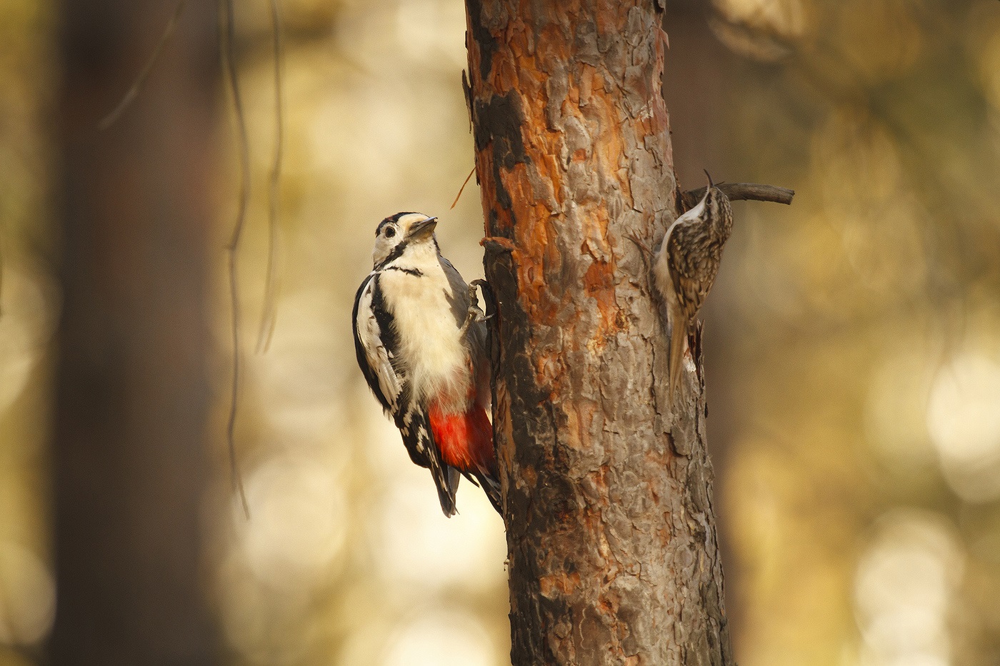 Pike and woodpecker on a tree trunk