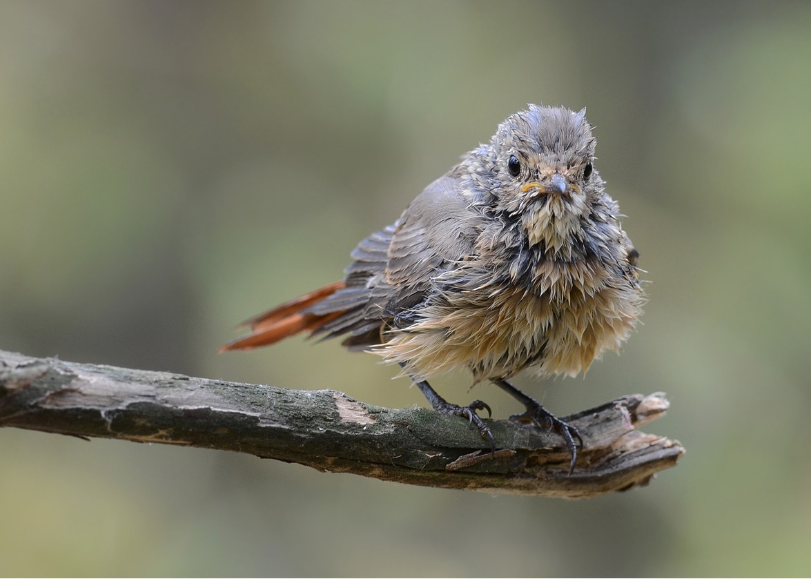 Young Redstart after swimming