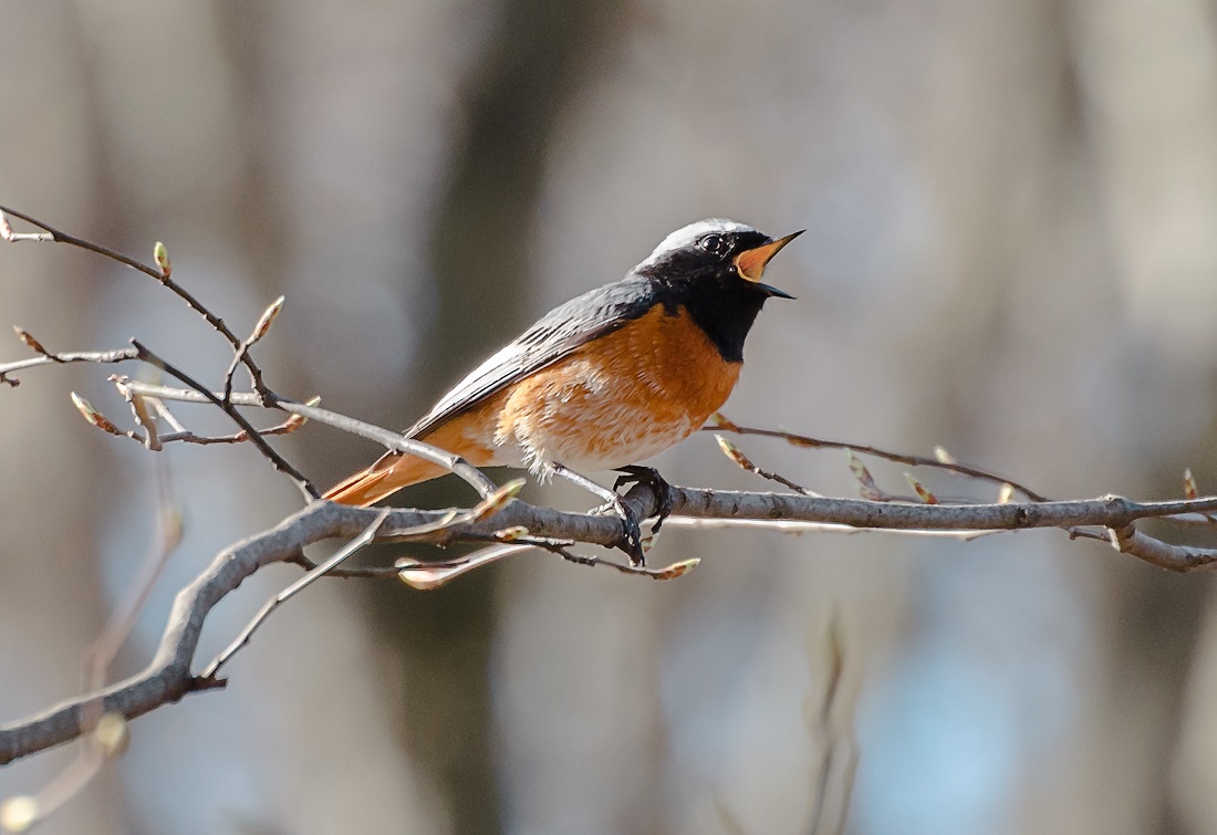 Redstart male sings love song
