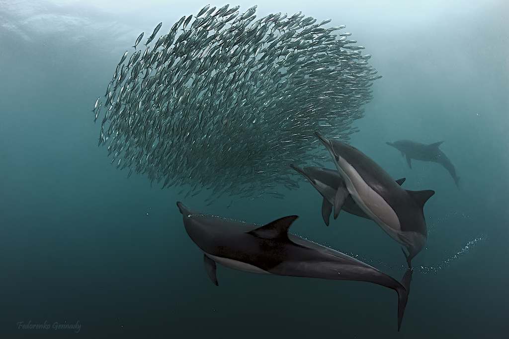 GIF slika: delfin u koloni vode