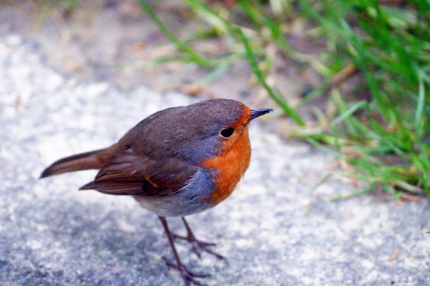 Robin on the road
