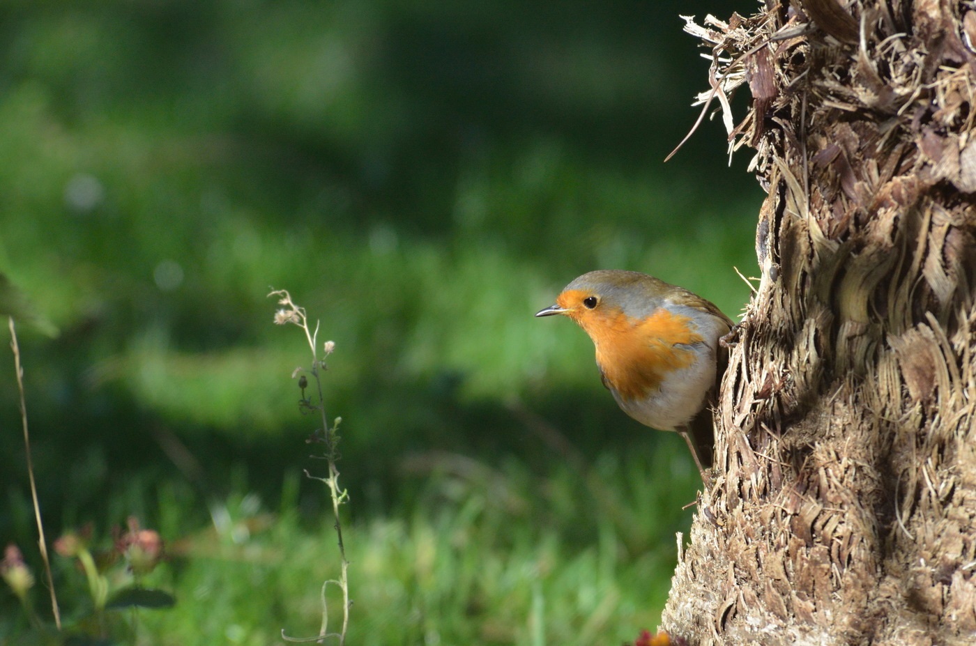 Robin in the forest