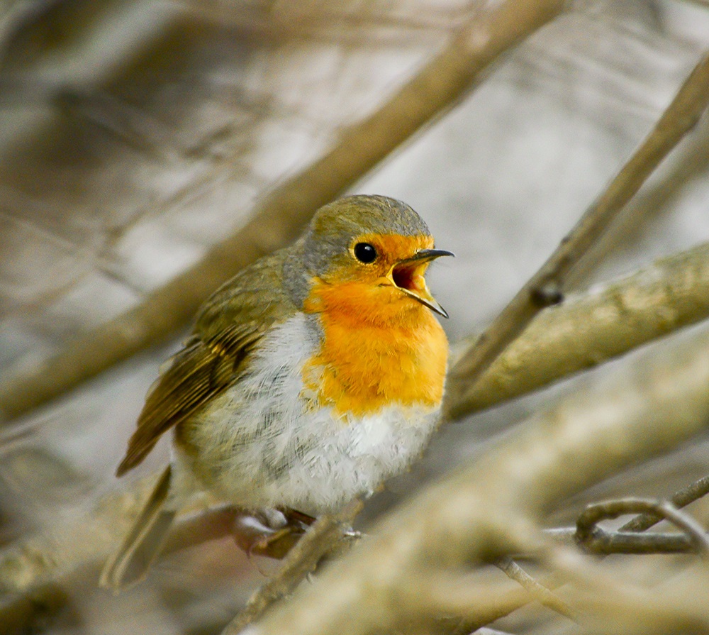 Singing robin