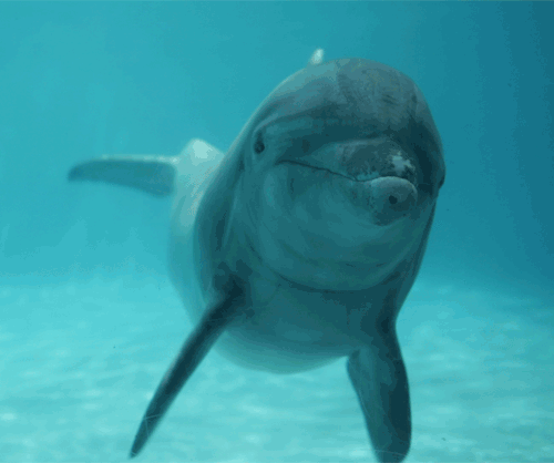 Gif golfinhos de imagens