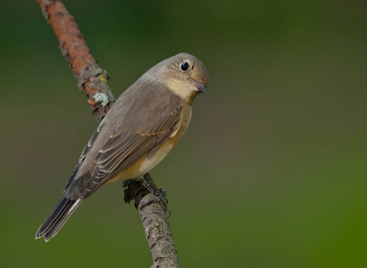 Malý flycatcher, samice