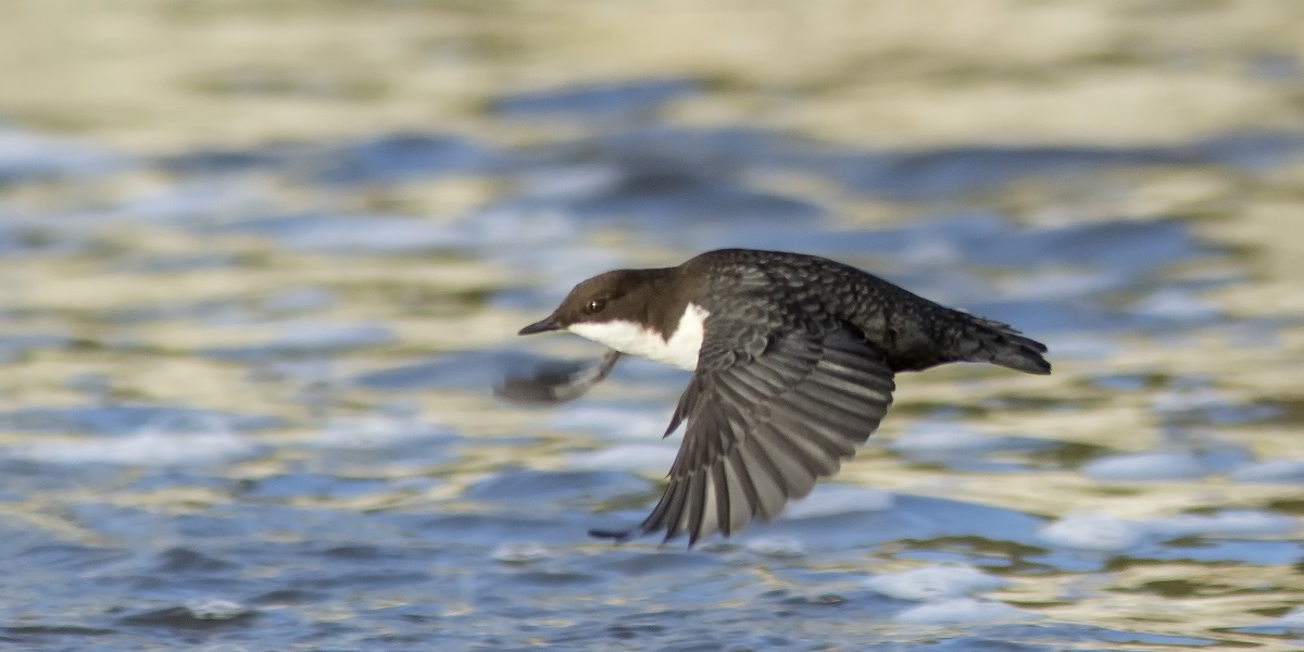 Dipper or water sparrow flying over water