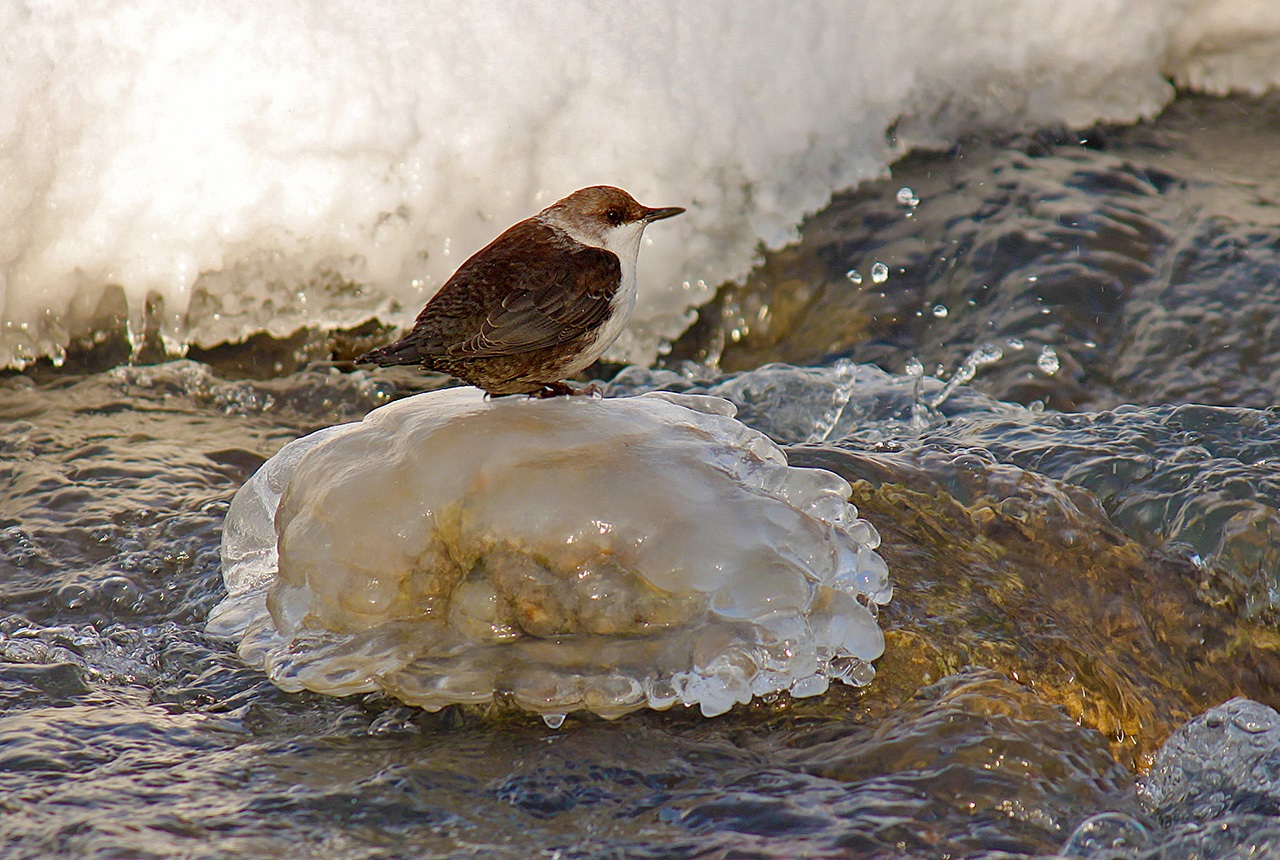 Oilyapka at the frozen brook
