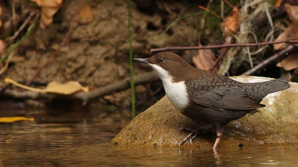 Dipper on the hunt