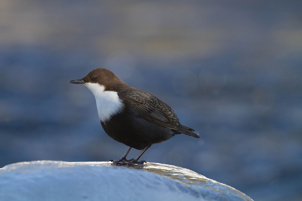 Dipper stands on the icy stone