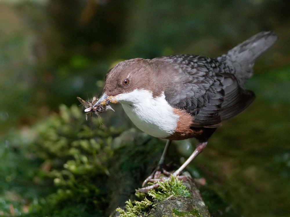 Dipper with prey in its beak