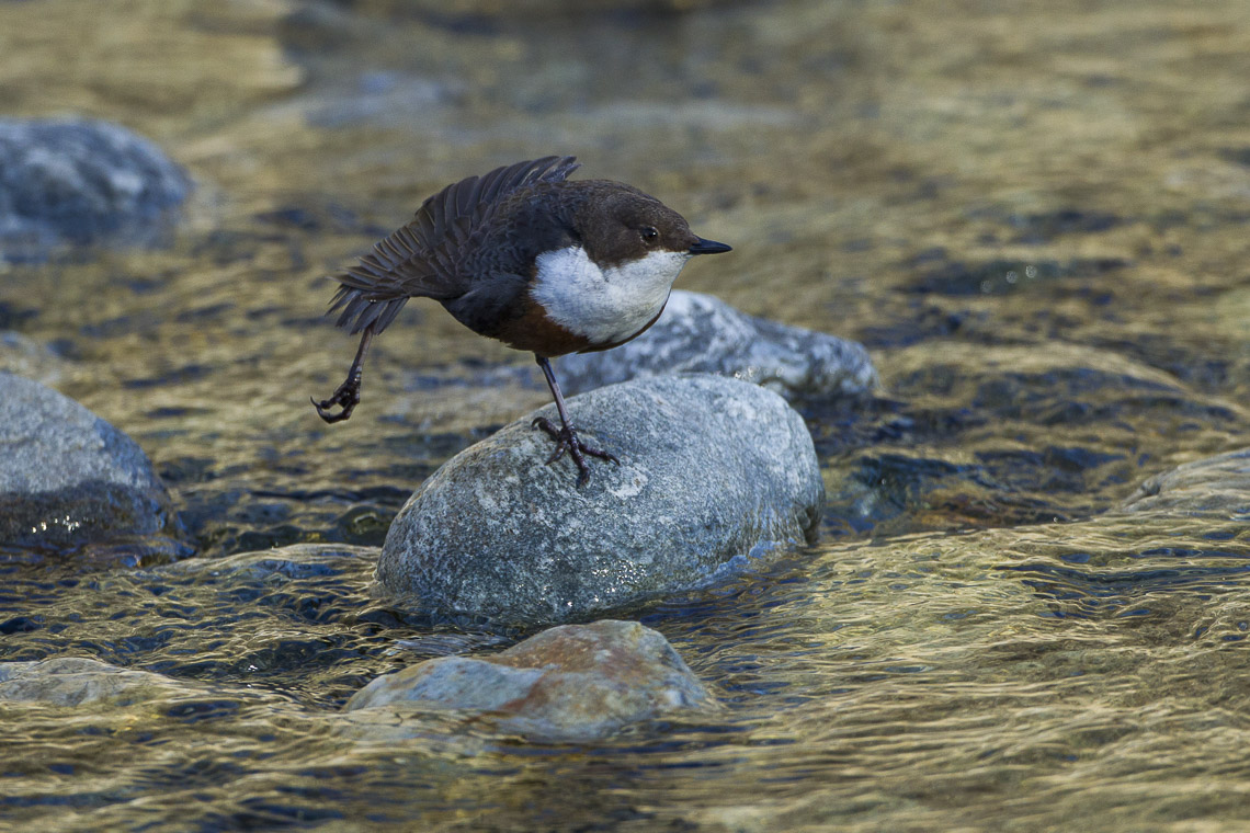 Dipper doing exercises on the stone