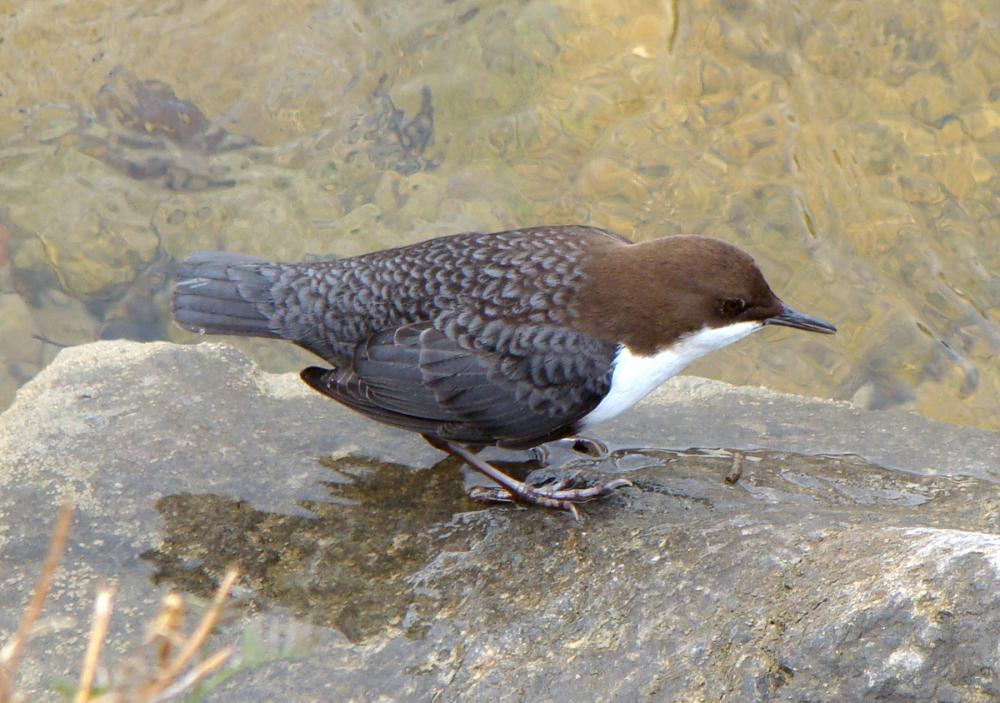 Dipper on the hunt at the stream