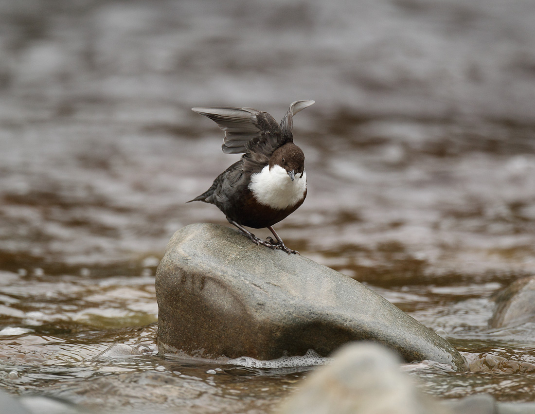 Dipper dries the wings after diving