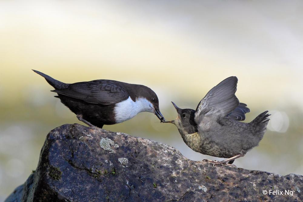 Feeding the young dipper