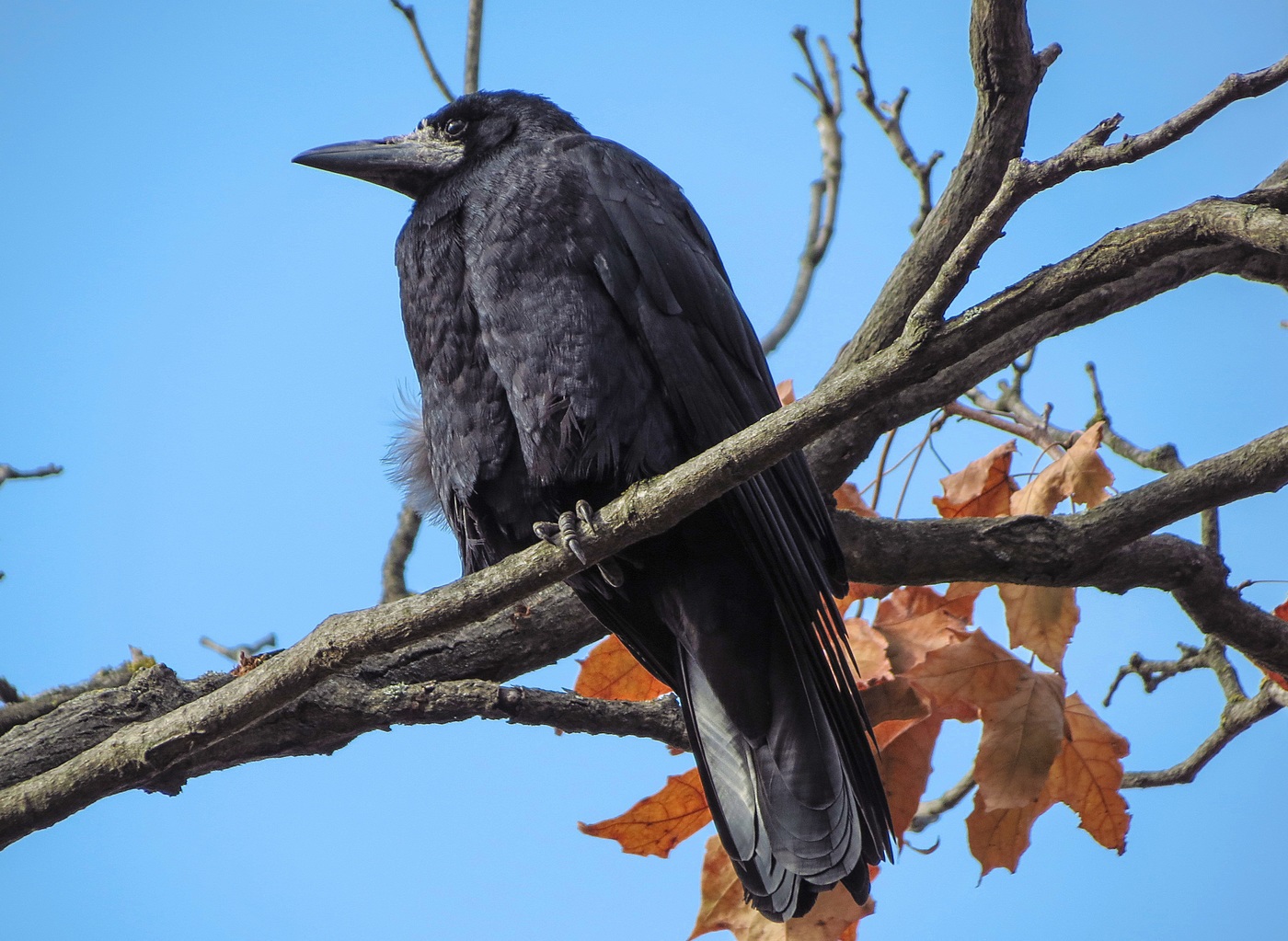 Rook on the branch