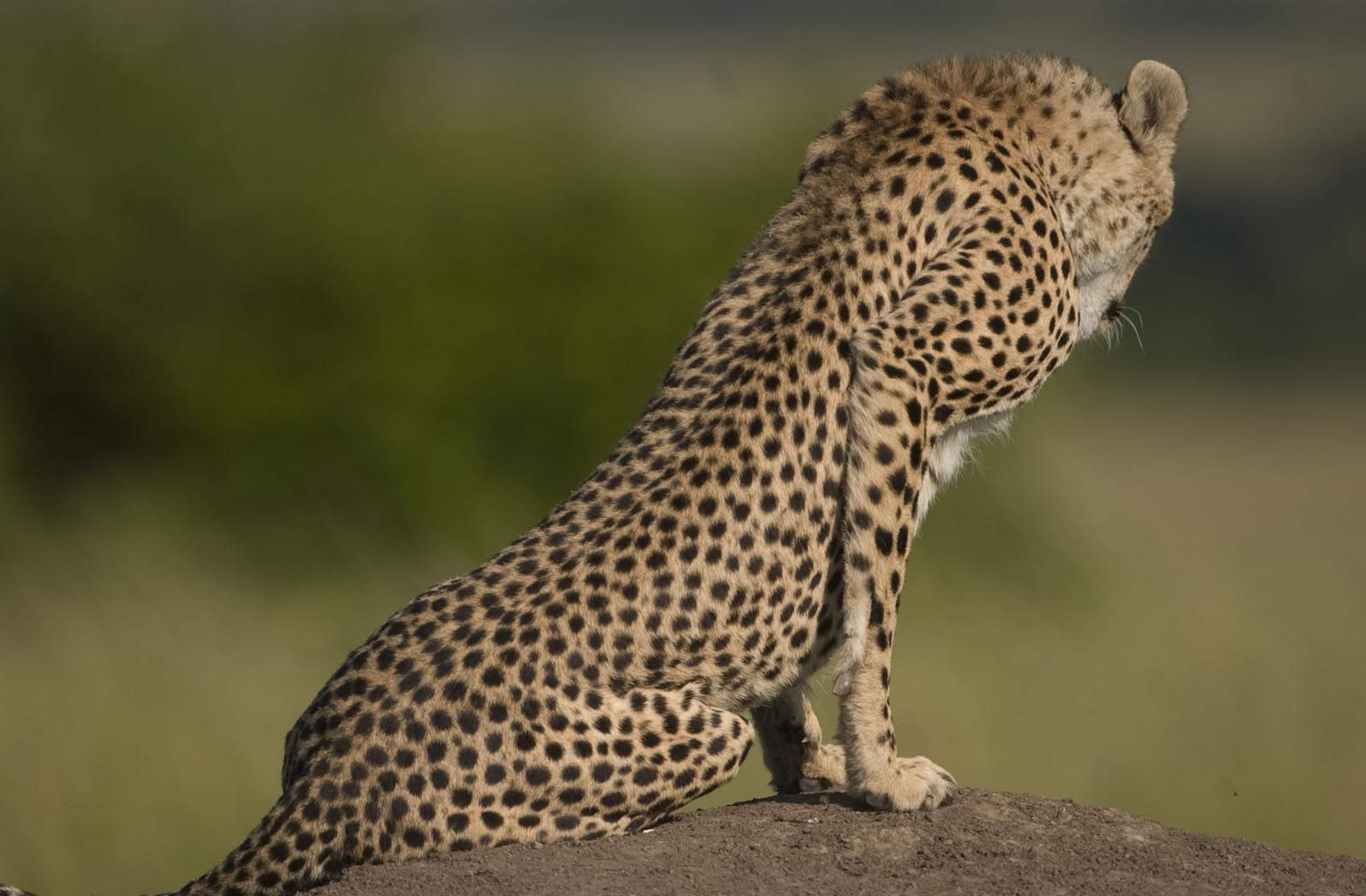 Beautiful photo of a cheetah