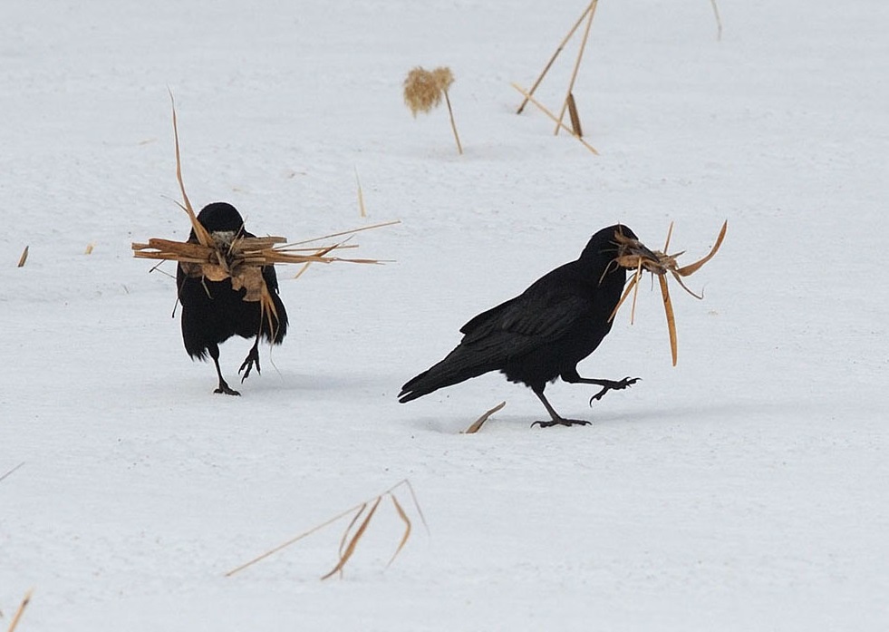 Rooks gather material for building nests