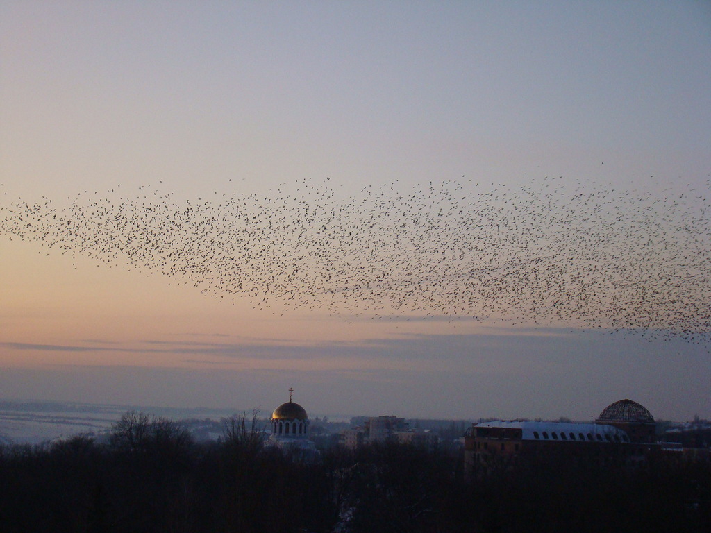 A flock of rooks over the city