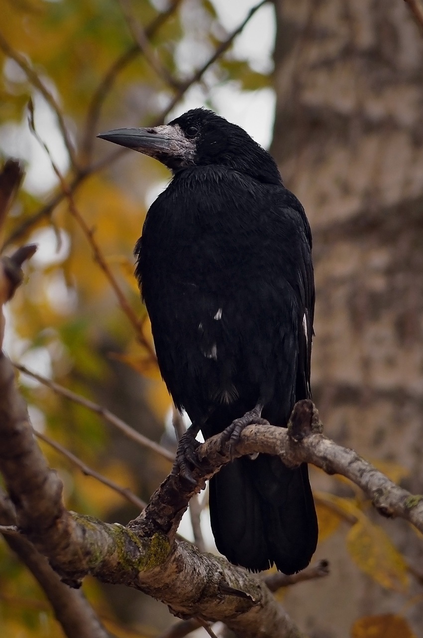 Rook on the branch