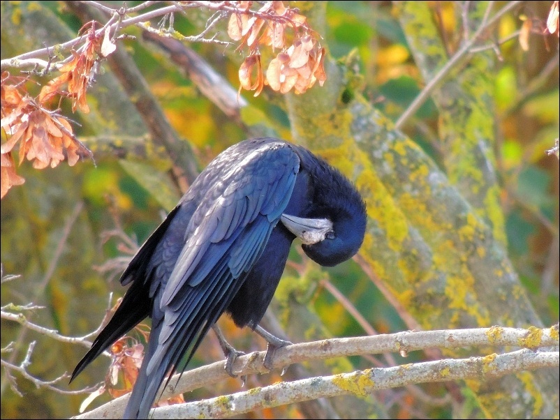 Rook in the fall