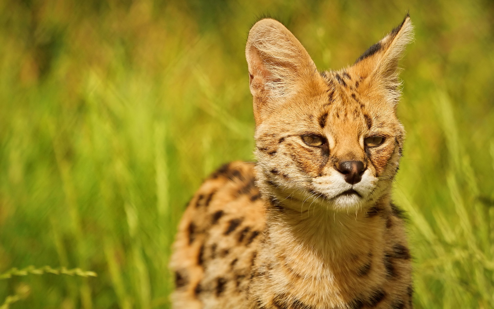 Photo serval